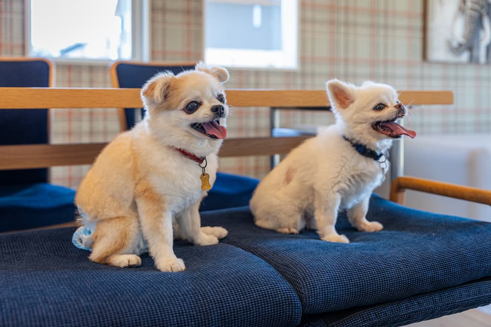ペットとの滞在風景